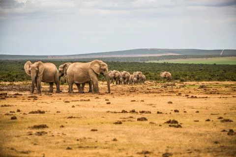 Group of Elephants Stock Photos