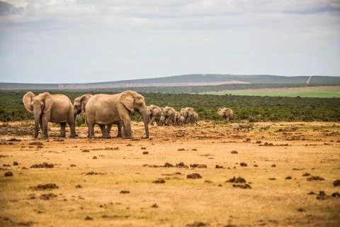 Group of Elephants Stock Photos