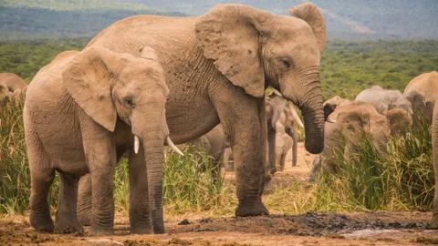 Group of Elephants Stock Photos