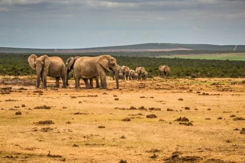Group of Elephants Stock Photos