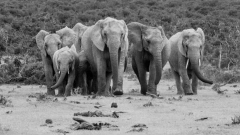 Group of Elephants Stock Photos