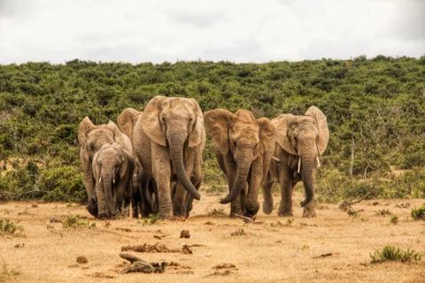 Group of Elephants Stock Photos