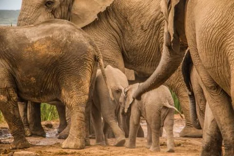 Group of Elephants Фото