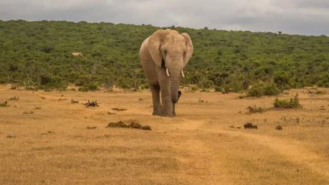Group of Elephants Stock Photos