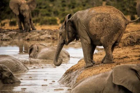 Group of Elephants Stock Photos