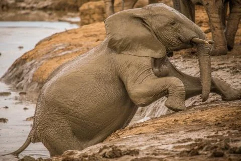 Group of Elephants Stock Photos