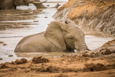 Group of Elephants Stock Photos