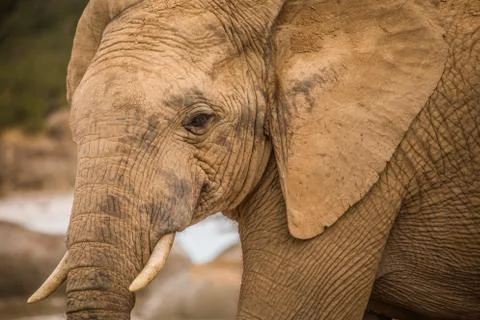 Group of Elephants Foto stock