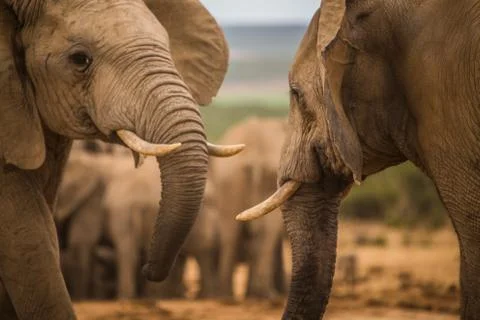 Group of Elephants Foto stock