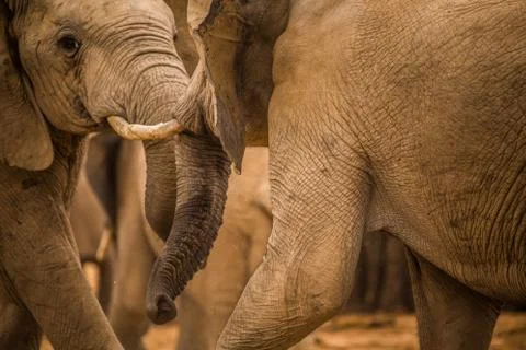 Group of Elephants Foto stock