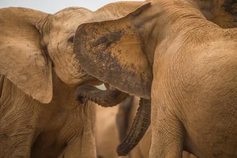 Group of Elephants Stock Photos
