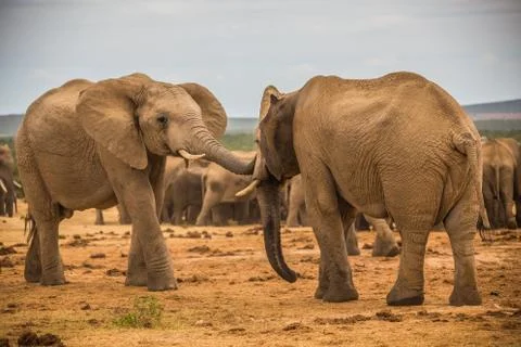 Group of Elephants Фото