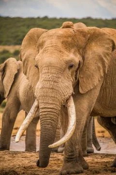 Group of Elephants Stock Photos