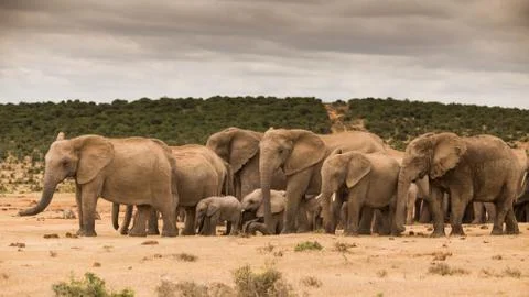 Group of Elephants Фото