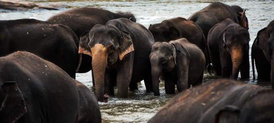 Group of Elephants Stock Photos