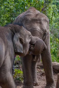 Group of elephants Stock Photos