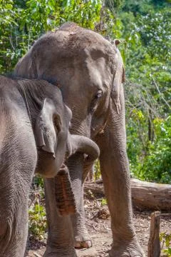 Group of elephants Stock Photos