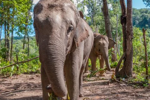 Group of elephants Stock Photos