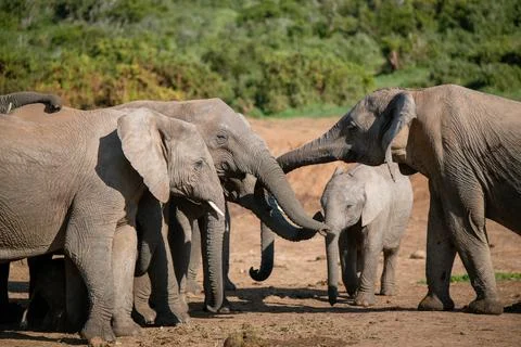 Group of elephants seen in the wild Stock Photos