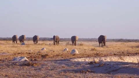 Group of elephants in single file coming in to drink at waterhole at dusk Stock Footage 81416468