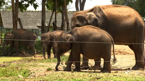 Group of Elephants in Sri Lanka Stock Footage 105028064