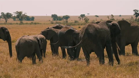 Group of Elephants Standing Close Stock Footage 309866542