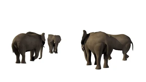 GROUP OF ELEPHANTS VIEW C Vídeos de archivo 101808783