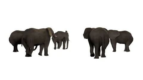 GROUP OF ELEPHANTS VIEW D Video stock 101809037