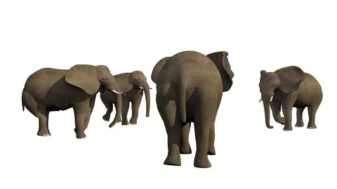 GROUP OF ELEPHANTS VIEW E Vídeos de archivo 101810155