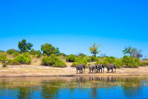 Group of elephants walking Stock Photos