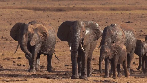 Group of elephants walking in slow motion Video stock 86320509