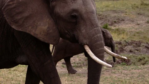 A group of elephants walking through a field. Stock Footage 153635791