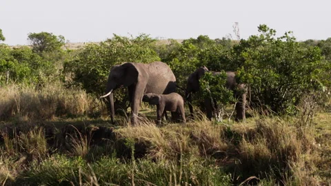 A group of elephants walking through trees. Stock Footage 153461580