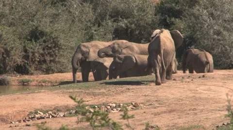 Group elephants at a waterpool Stock Footage