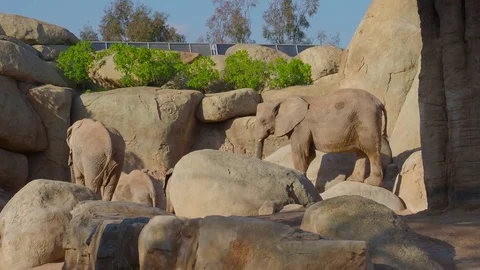 Group of elephants in zoo Video stock 71622525
