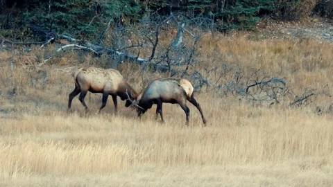 A group of elk fighting Stock Footage 81341547