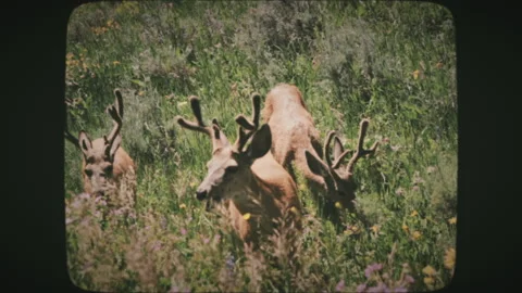 Group of elks eating grass in Yellowstone National Park on a summer day. Vint Stock Footage 136731123