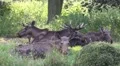 Group of Elks - Moose sitting together and resting in grassland HD Footage