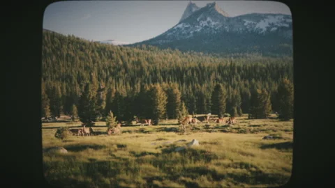 Group of elks in an open green grass meadow in summer, with snowed mountains  Stock Footage 136732317