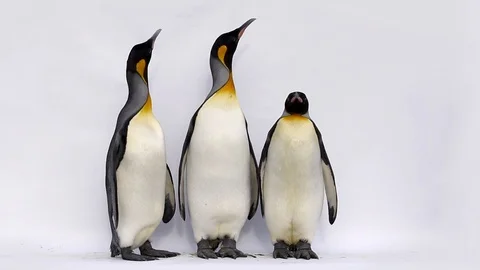 Group of Emperor penguin walking in a raw, in front of white background Stock Footage 116662473
