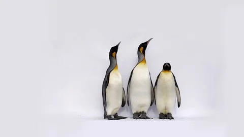 Group of Emperor penguin walking in a raw, in front of white background Stock Footage 116662652