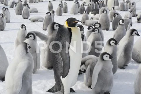 A Group Of Emperor Penguins, One Adult Animal And A Large Group Of Penguin Ch