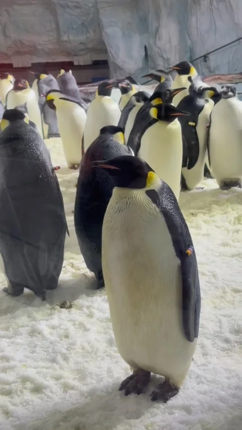 Group of emperor penguins standing on snow in a cold habitat Stock Footage 334824417