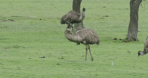 Group Of Emu Grazing On Meadow Vídeos de archivo 335065955