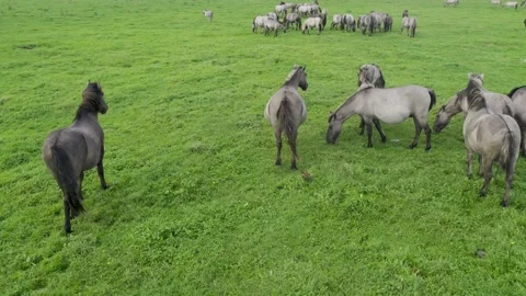 Group of endangered wild horses graze grass on pasture Video stock 199504710