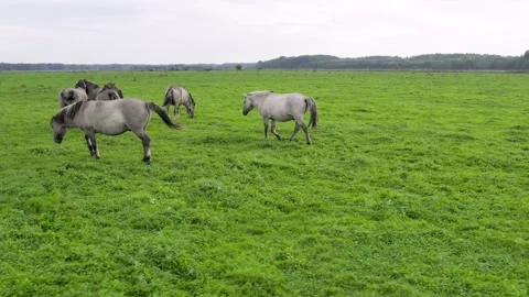Group of endangered wild horses graze grass on pasture Video stock 199504828