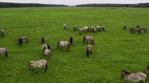 Group of endangered wild horses graze grass on pasture Video stock 199504870