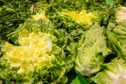 Group of endive salad Stock Photos