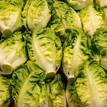 Group of endive salad Foto stock