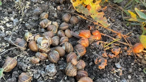 Group of Escargot Snails Gathering on Dark Soil at Breeding Farm Stock Footage 342512224